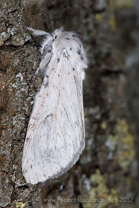 Acronicta ? Noctuidae da identificare